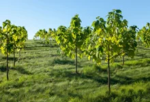 Investir dans le Paulownia : un placement vert à haut rendement