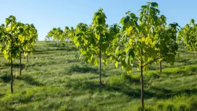 Investir dans le Paulownia : un placement vert à haut rendement
